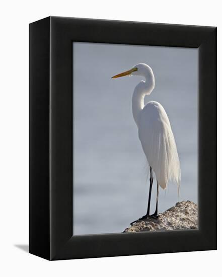 Great Egret in Breeding Plumage, Sonny Bono Salton Sea National Wildlife Refuge, California-null-Framed Premier Image Canvas