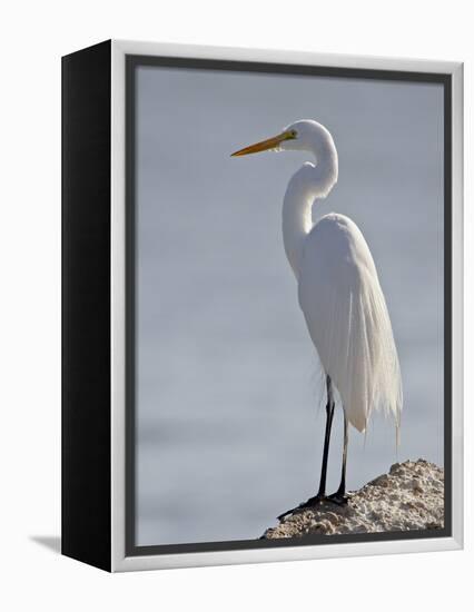 Great Egret in Breeding Plumage, Sonny Bono Salton Sea National Wildlife Refuge, California-null-Framed Premier Image Canvas