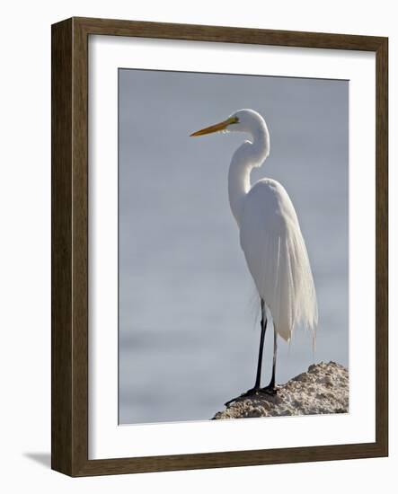 Great Egret in Breeding Plumage, Sonny Bono Salton Sea National Wildlife Refuge, California-null-Framed Photographic Print