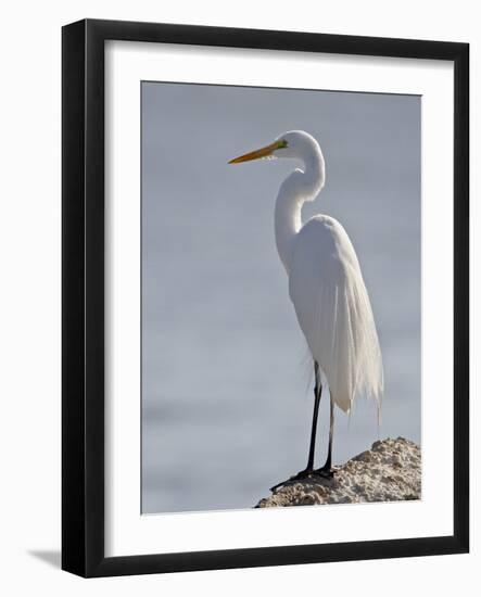 Great Egret in Breeding Plumage, Sonny Bono Salton Sea National Wildlife Refuge, California-null-Framed Photographic Print
