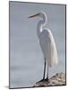 Great Egret in Breeding Plumage, Sonny Bono Salton Sea National Wildlife Refuge, California-null-Mounted Photographic Print