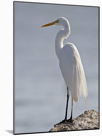 Great Egret in Breeding Plumage, Sonny Bono Salton Sea National Wildlife Refuge, California-null-Mounted Photographic Print