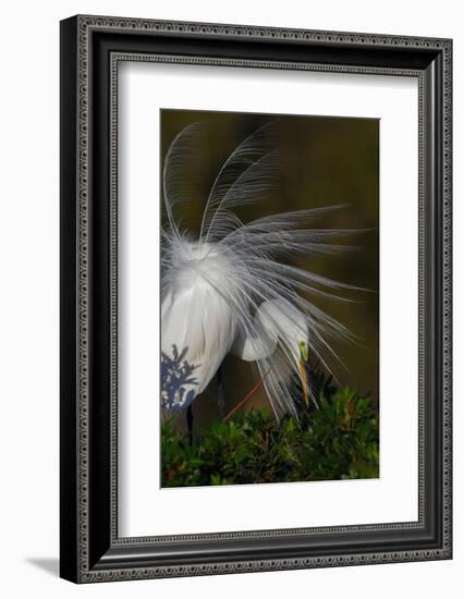 Great egret in courtship display in full breeding plumage, Venice rookery, Venice, Florida-Adam Jones-Framed Photographic Print