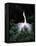 Great Egret in Courtship Display-Charles Sleicher-Framed Premier Image Canvas