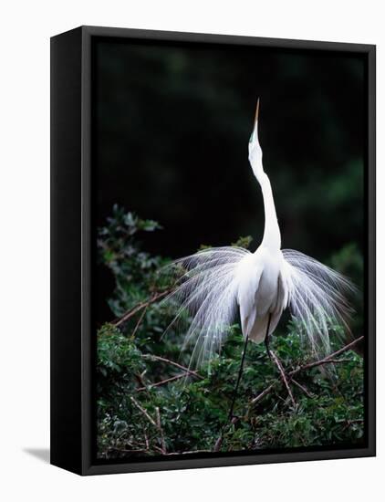 Great Egret in Courtship Display-Charles Sleicher-Framed Premier Image Canvas