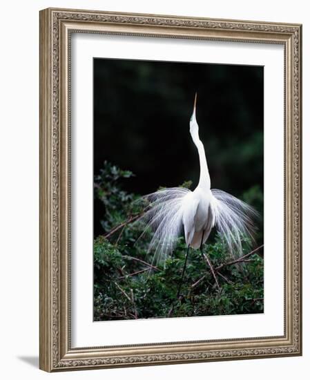 Great Egret in Courtship Display-Charles Sleicher-Framed Photographic Print