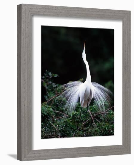 Great Egret in Courtship Display-Charles Sleicher-Framed Photographic Print