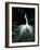 Great Egret in Courtship Display-Charles Sleicher-Framed Photographic Print