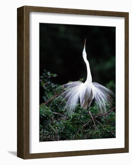 Great Egret in Courtship Display-Charles Sleicher-Framed Photographic Print