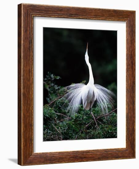 Great Egret in Courtship Display-Charles Sleicher-Framed Photographic Print