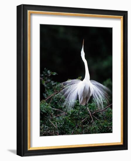 Great Egret in Courtship Display-Charles Sleicher-Framed Photographic Print