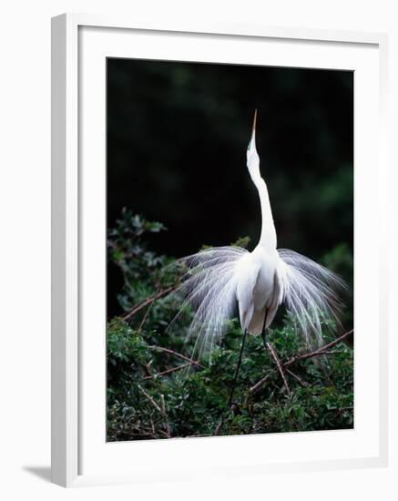 Great Egret in Courtship Display-Charles Sleicher-Framed Photographic Print