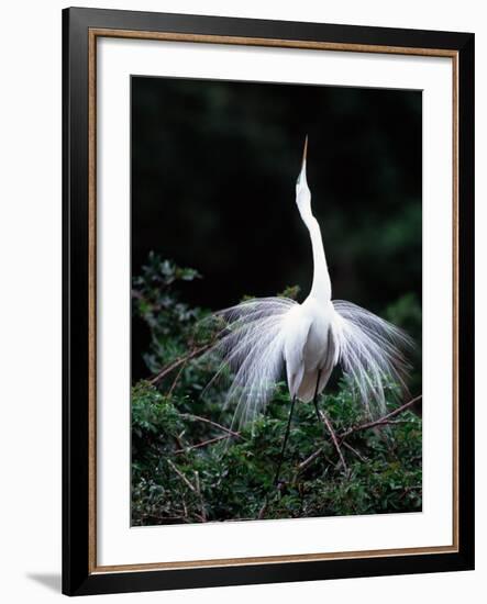 Great Egret in Courtship Display-Charles Sleicher-Framed Photographic Print