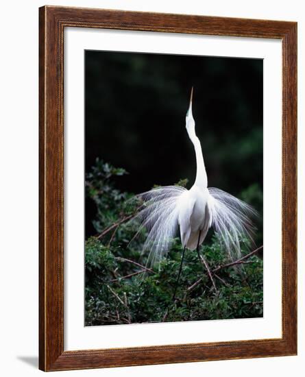 Great Egret in Courtship Display-Charles Sleicher-Framed Photographic Print