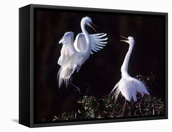 Great Egret in Courtship Display-Charles Sleicher-Framed Premier Image Canvas