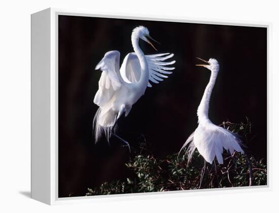 Great Egret in Courtship Display-Charles Sleicher-Framed Premier Image Canvas