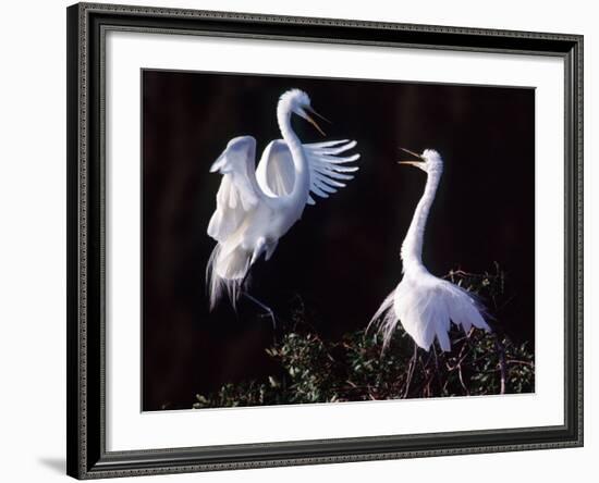 Great Egret in Courtship Display-Charles Sleicher-Framed Photographic Print