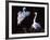 Great Egret in Courtship Display-Charles Sleicher-Framed Photographic Print