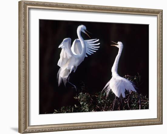 Great Egret in Courtship Display-Charles Sleicher-Framed Photographic Print