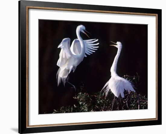 Great Egret in Courtship Display-Charles Sleicher-Framed Photographic Print