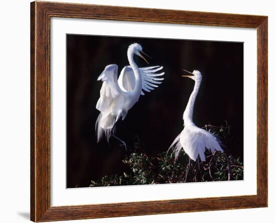 Great Egret in Courtship Display-Charles Sleicher-Framed Photographic Print