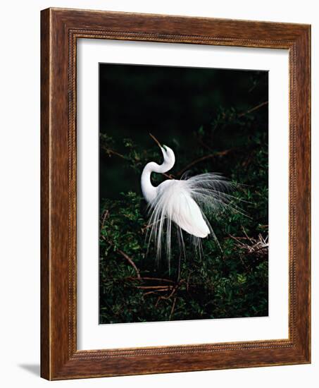 Great Egret in Courtship Display-Charles Sleicher-Framed Photographic Print