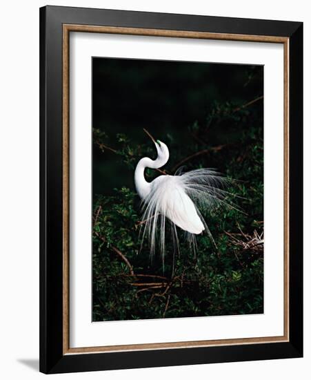 Great Egret in Courtship Display-Charles Sleicher-Framed Photographic Print