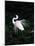 Great Egret in Courtship Display-Charles Sleicher-Mounted Photographic Print