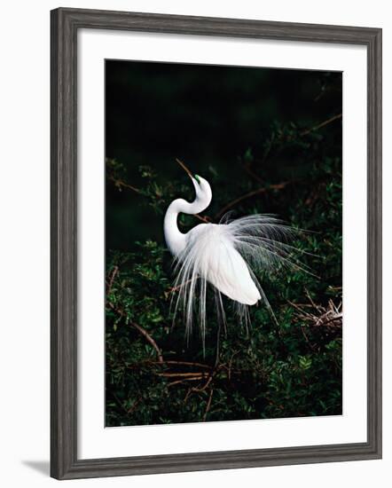 Great Egret in Courtship Display-Charles Sleicher-Framed Photographic Print