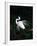 Great Egret in Courtship Display-Charles Sleicher-Framed Photographic Print