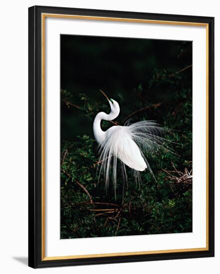 Great Egret in Courtship Display-Charles Sleicher-Framed Photographic Print