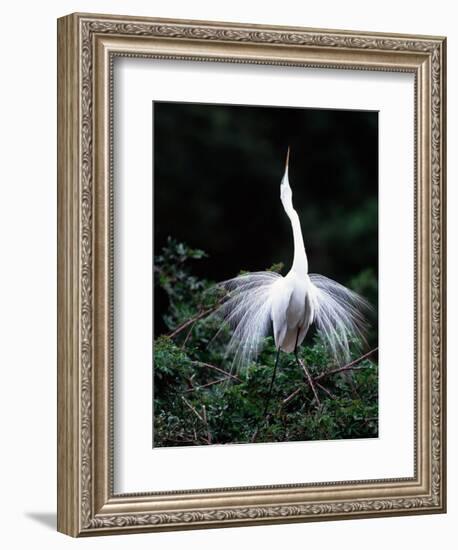 Great Egret in Courtship Display-Charles Sleicher-Framed Photographic Print