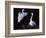 Great Egret in Courtship Display-Charles Sleicher-Framed Photographic Print