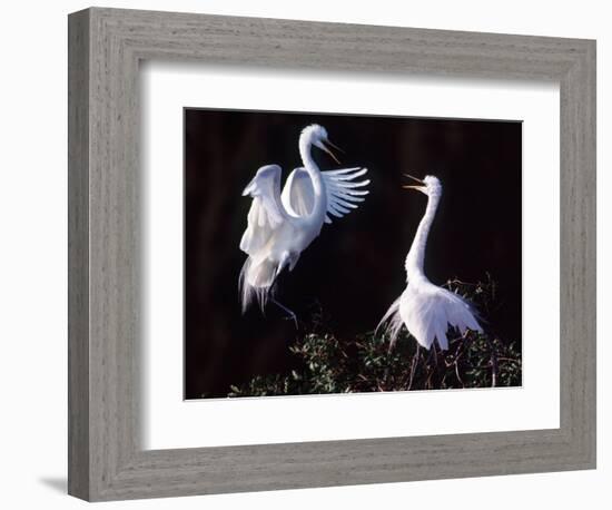 Great Egret in Courtship Display-Charles Sleicher-Framed Photographic Print