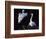 Great Egret in Courtship Display-Charles Sleicher-Framed Photographic Print