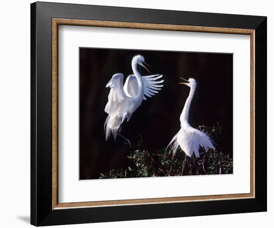 Great Egret in Courtship Display-Charles Sleicher-Framed Photographic Print