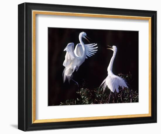 Great Egret in Courtship Display-Charles Sleicher-Framed Photographic Print