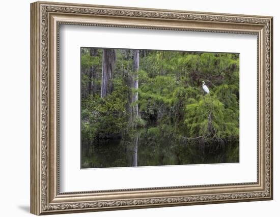 Great Egret in Everglades National Park, Florida, USA-Chuck Haney-Framed Photographic Print