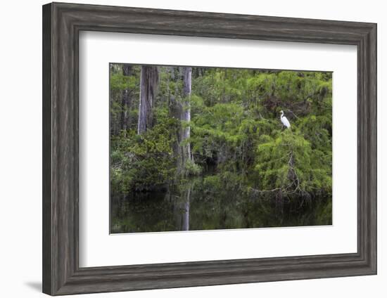 Great Egret in Everglades National Park, Florida, USA-Chuck Haney-Framed Photographic Print