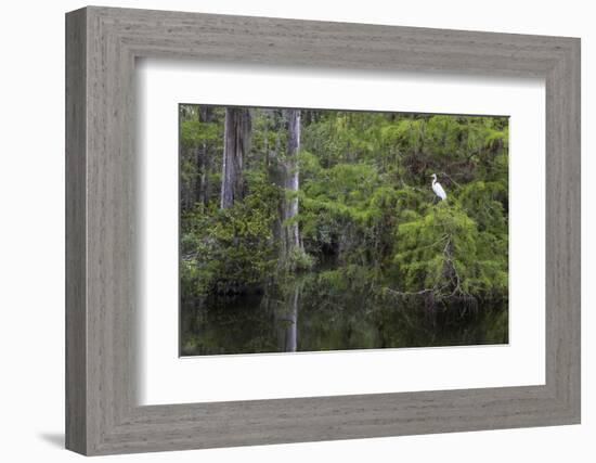 Great Egret in Everglades National Park, Florida, USA-Chuck Haney-Framed Photographic Print