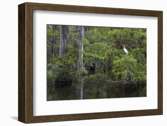 Great Egret in Everglades National Park, Florida, USA-Chuck Haney-Framed Photographic Print