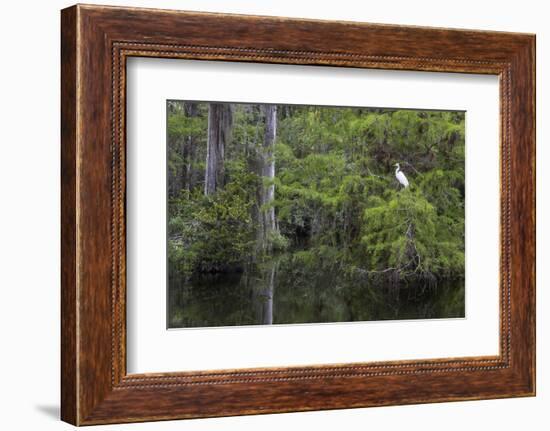 Great Egret in Everglades National Park, Florida, USA-Chuck Haney-Framed Photographic Print