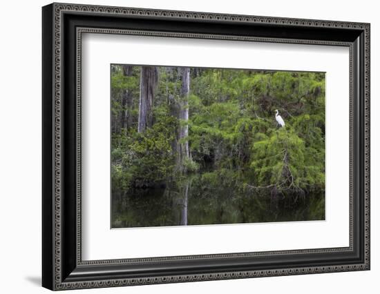 Great Egret in Everglades National Park, Florida, USA-Chuck Haney-Framed Photographic Print