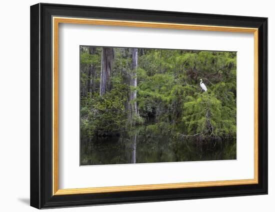 Great Egret in Everglades National Park, Florida, USA-Chuck Haney-Framed Photographic Print