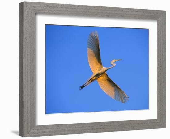 Great Egret in Flight at Sunset, St. Augustine, Florida, USA-Jim Zuckerman-Framed Photographic Print