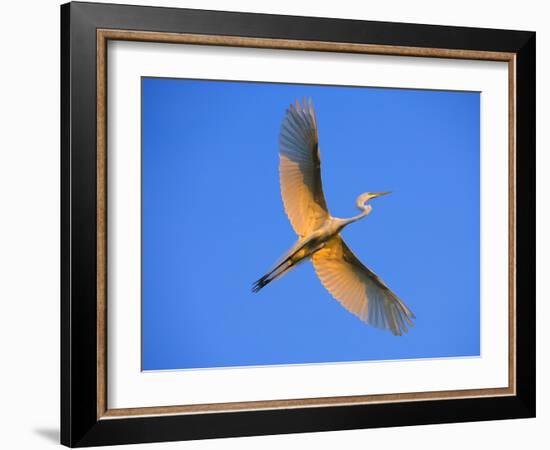 Great Egret in Flight at Sunset, St. Augustine, Florida, USA-Jim Zuckerman-Framed Photographic Print