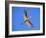 Great Egret in Flight at Sunset, St. Augustine, Florida, USA-Jim Zuckerman-Framed Photographic Print