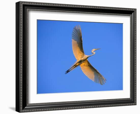 Great Egret in Flight at Sunset, St. Augustine, Florida, USA-Jim Zuckerman-Framed Photographic Print