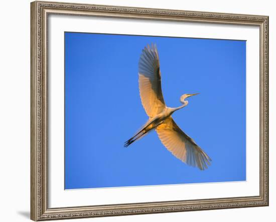 Great Egret in Flight at Sunset, St. Augustine, Florida, USA-Jim Zuckerman-Framed Photographic Print