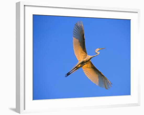 Great Egret in Flight at Sunset, St. Augustine, Florida, USA-Jim Zuckerman-Framed Photographic Print